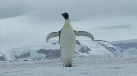 Emperor penguin flapping flippers Video stock 604051
