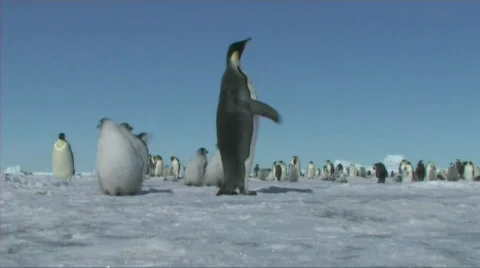 Emperor penguin Stock Footage 603036