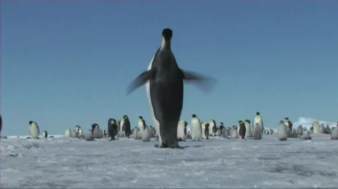 Emperor penguin Video stock 603037