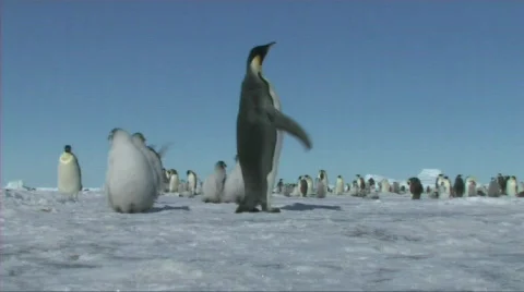 Emperor penguin Stock Footage 604162