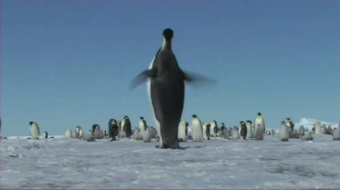 Emperor penguin Video stock 604163