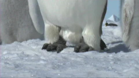Emperor penguin head to toe Stock Footage 603014