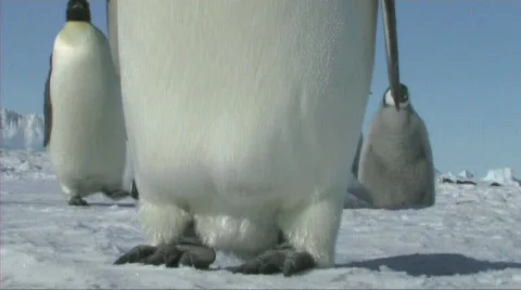 Emperor penguin head to toe Stock Footage 603025