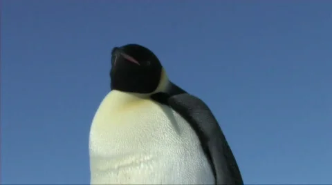 Emperor penguin head-to-toe Stock Footage 603117