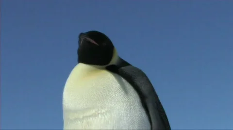 Emperor penguin head-to-toe Stock Footage 604225