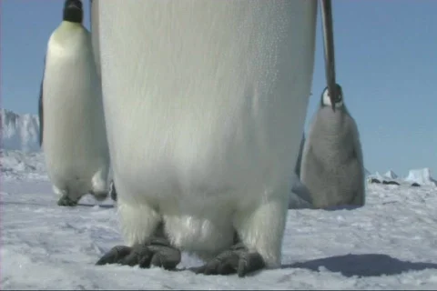 Emperor penguin head to toe Stock Footage 612796