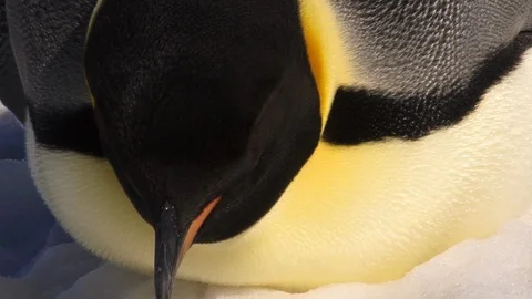 Emperor Penguin laying down Stock Footage 104675151