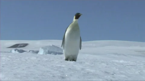 Emperor penguin looking around Stock Footage 603144