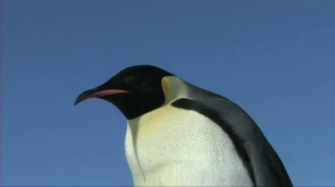 Emperor penguin looking around Stock Footage 604226