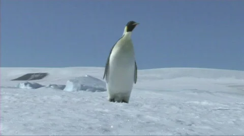 Emperor penguin looking around Stock Footage 604254