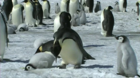 Emperor penguin lying down Stock Footage 603113