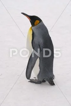 Emperor Penguin Stock Photos
