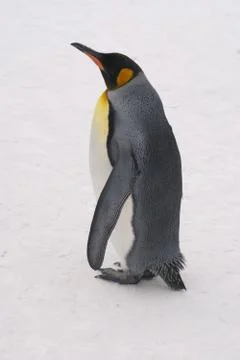 Emperor Penguin Stock Photos