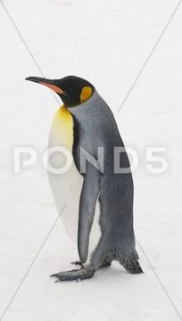 Emperor Penguin Stock Photos