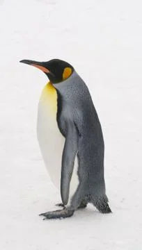 Emperor Penguin Stock Photos