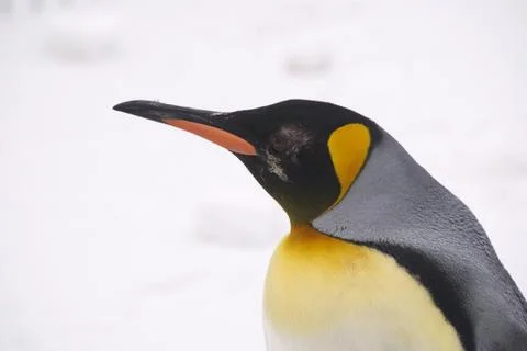 Emperor Penguin Stock Photos