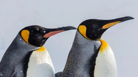 Emperor Penguin Stock-Fotos