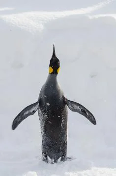 Emperor Penguin Stock Photos