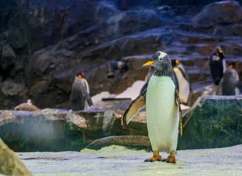 Emperor Penguin Stock Photos