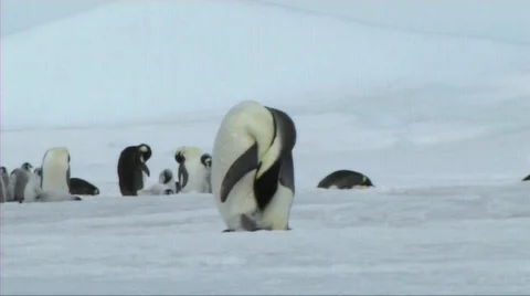 Emperor penguin preening Stock Footage 602835