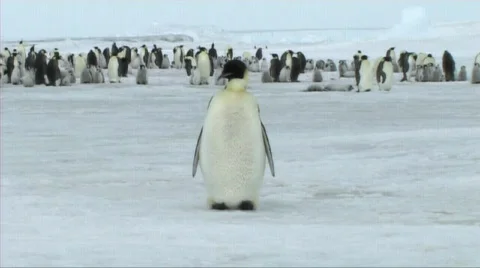 Emperor penguin preening Stock Footage 602847