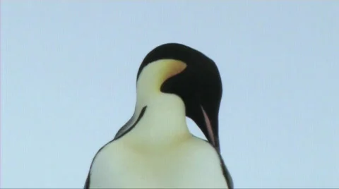 Emperor penguin preening Stock Footage 602897