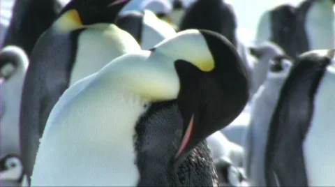 Emperor penguin preening Stock Footage 602969