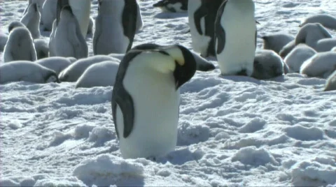 Emperor penguin preening Stock Footage 602985