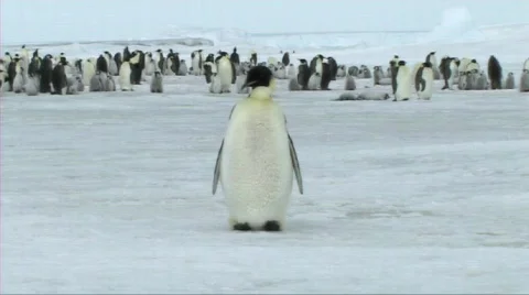Emperor penguin preening Stock Footage 604033