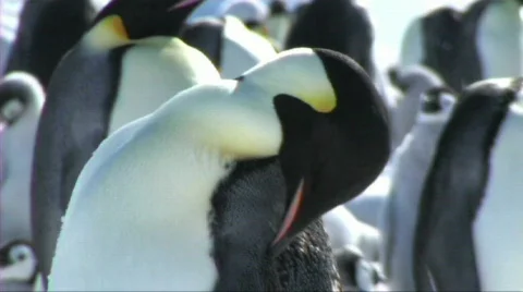 Emperor penguin preening Stock Footage 604089