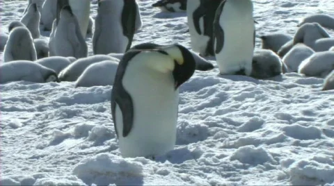 Emperor penguin preening Stock Footage 604094