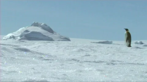 Emperor penguin sliding on the ice | Stock Video | Pond5