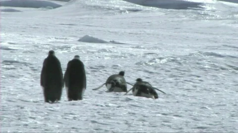 Emperor penguin sliding on the ice Stock Footage 604231