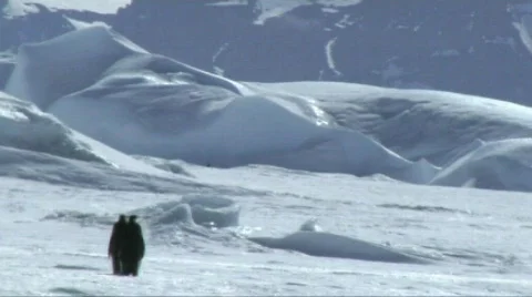 Emperor penguin sliding on the ice Stock Footage 604239