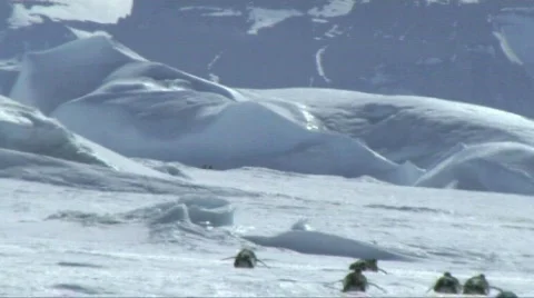 Emperor penguin sliding on the ice Stock Footage 604243