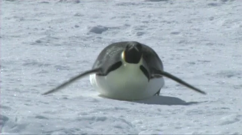 Emperor penguin sliding on its belly Stock Footage