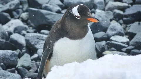 Emperor Penguin on Snow 4K Video stock 98370656