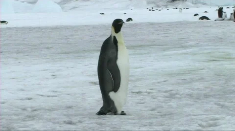 Emperor penguin standing Stock Footage 604035