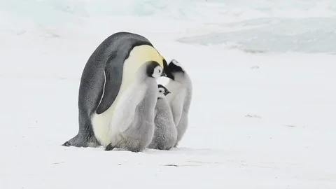Emperor Penguin with two chicks in Antarctica Stock Footage 112603036