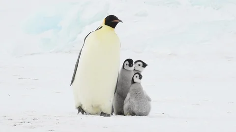 Emperor Penguin with two chicks in Antarctica Stock Footage 112603713