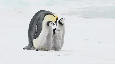 Emperor Penguin with two chicks in Antarctica Stock Footage 112603975
