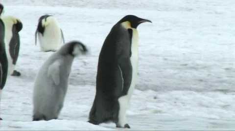 Emperor penguin walking with chick Stock Footage 604034