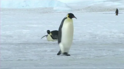 Emperor penguin walking Stock Footage 602779