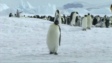 Emperor penguin walking Stock Footage 602821
