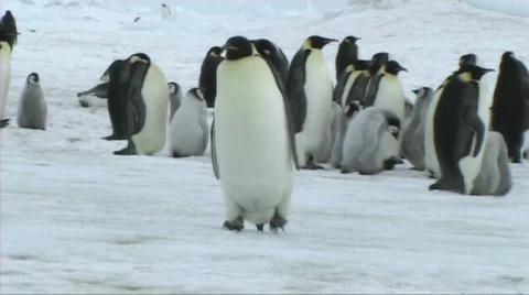 Emperor penguin walking Video stock 602867