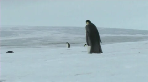 Emperor penguin walking Stock Footage 602882