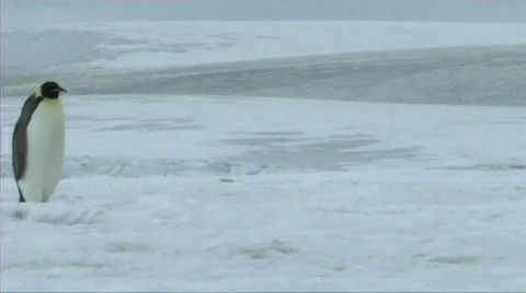 Emperor penguin walking Stock Footage 602889