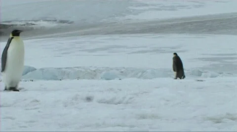Emperor penguin walking Stock Footage 602891