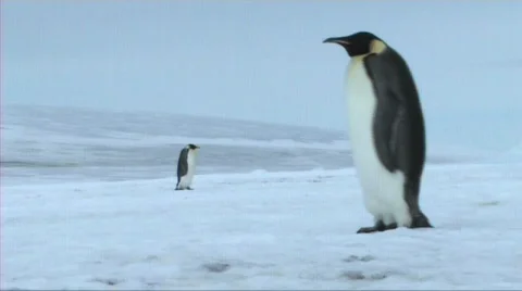 Emperor penguin walking Stock Footage 602900