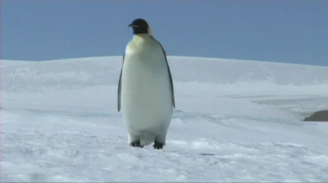 Emperor penguin walking Stock Footage 603141